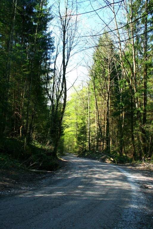 Auf dem Weg durch den Wald zum Keilkopf