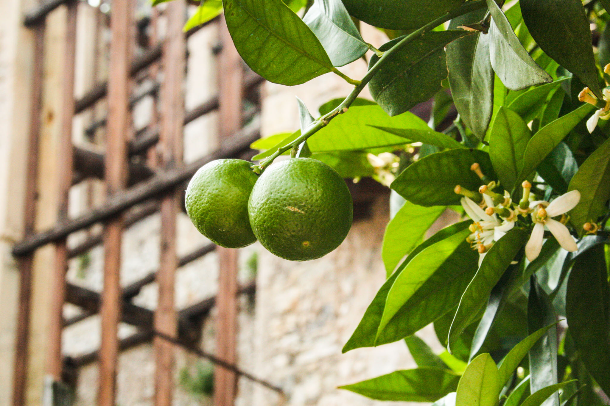 Limonaia del Castel - die Zitronen-Gewächshäuser in Limone sul Garda ...