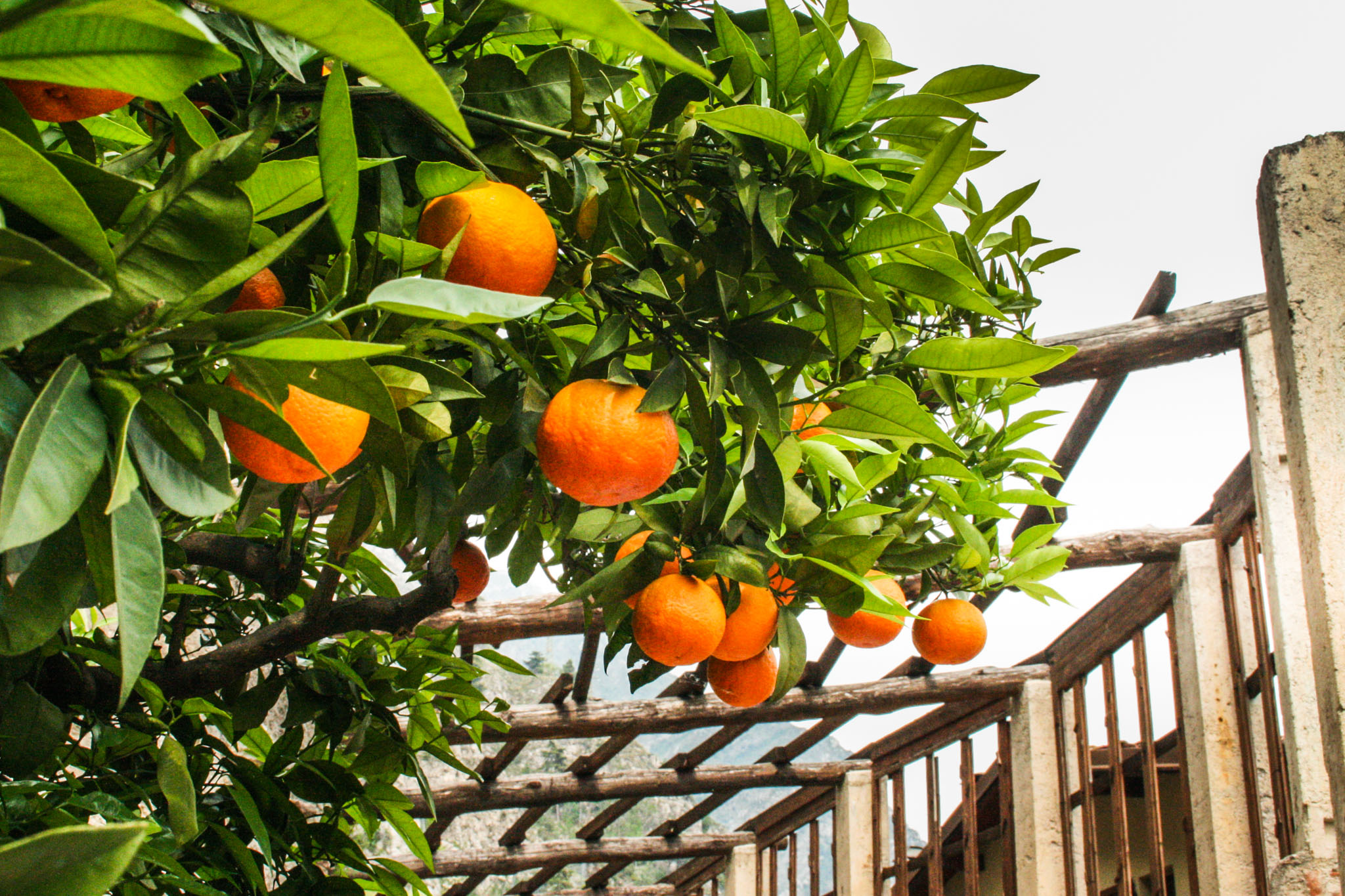 Limonaia del Castel - die Zitronen-Gewächshäuser in Limone sul Garda ...