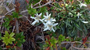 Edelweiss am Monte Baldo. Der italienische Name Stella Alpina klingt noch schöner