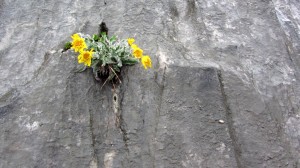 Diese Blumen sind wahre Helden, sie haben es sich mitten im Fels eingerichtet