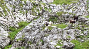 Diese Schafe sind die letzten Tiere, die wir heute sehen werden