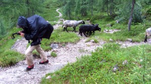 Bei dem Wetter sind eine Regenjacke und ein dickes Fell gleichermaßen nützlich