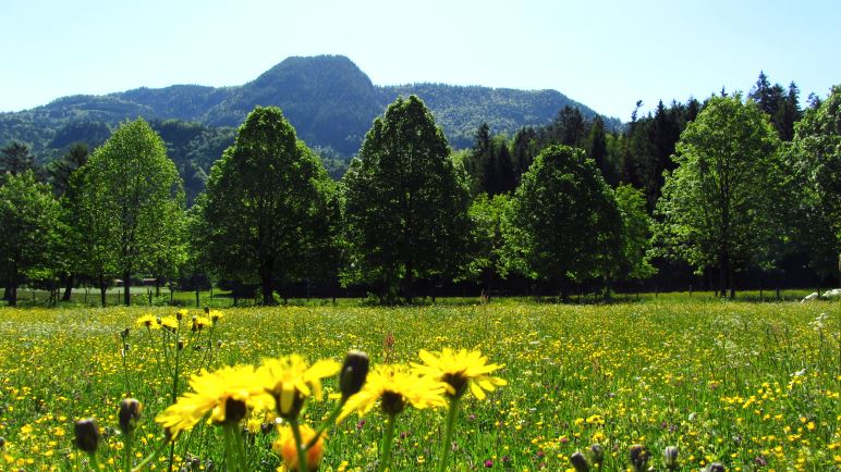 Eine große Blumenwiese am Beginn der Wanderung