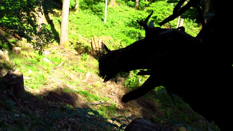 Vorsicht: Im Wald wohnen auch Drachen! Einen haben wir gesehen.