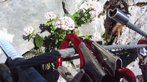 Karabiner, Seil und Blumen mitten im Klettersteig