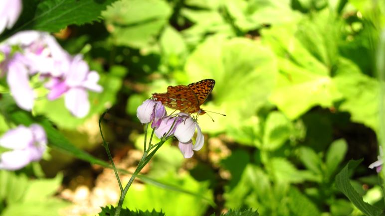 Mitten im Wald lassen sich Schmetterlinge beobachten