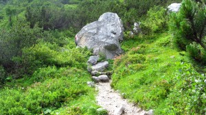 Wie durch einen Alpengarten führt der Wastl-Lackner-Steig hier