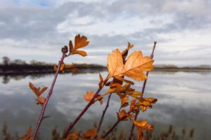 Herbstblätter am See