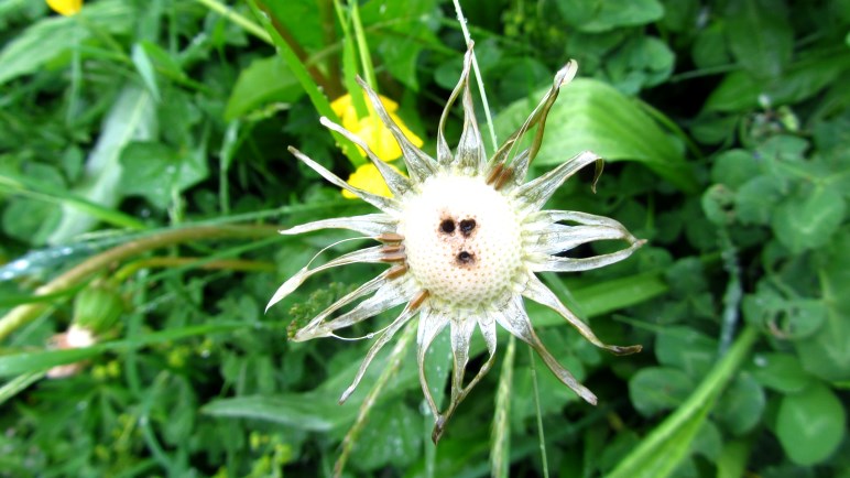 Oh, eine Blume mit Gesicht!