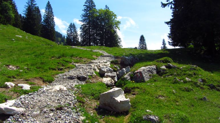 Auf der Almwiese die zur Schreckalm führt