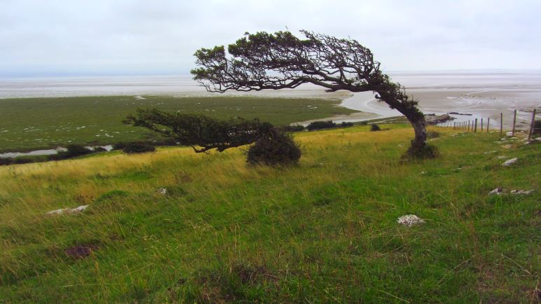 Diesem Baum hat der Wind besonders zugesetzt