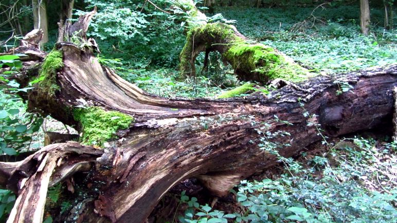 Toter Baum im Wald am Humphrey Head