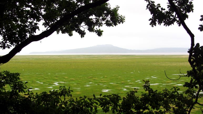 Blick aus dem Wald auf die Morecombe Bay