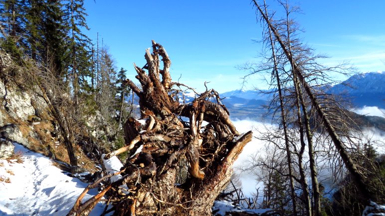 Eine wilde Wurzel auf dem Steig, kurz vor dem Brünnsteinhaus