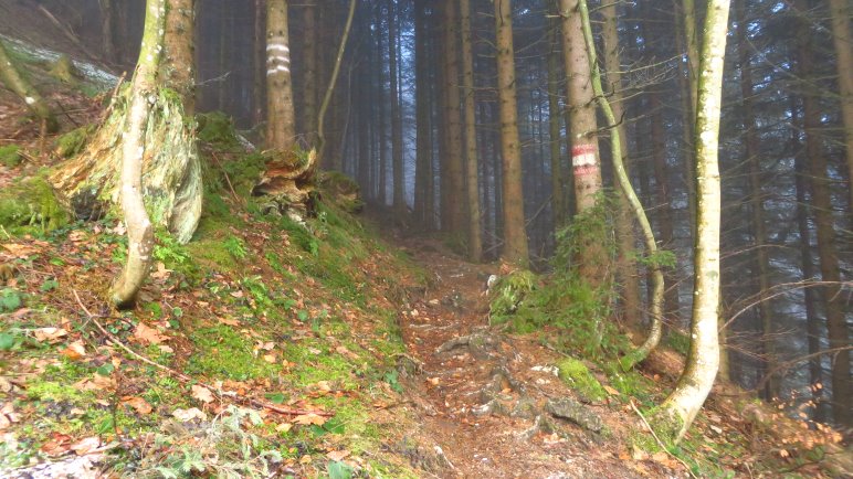 Auf dem Steig im Wald