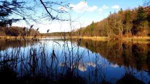 Ufergewächse am Kautsee