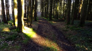 Ein Lichtstrahl im Wald