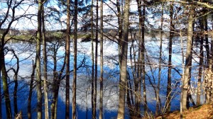 Zwischen den Bäumen hindurch sehen wir auf den Pelhamer See