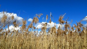 Seegras unter weiß-blauem Himmel