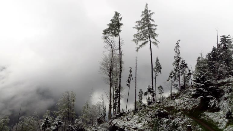 Wolkenfetzen zwischen Waldresten