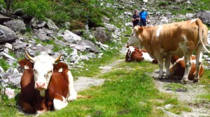 Neugierge Kühe auf dem Weg