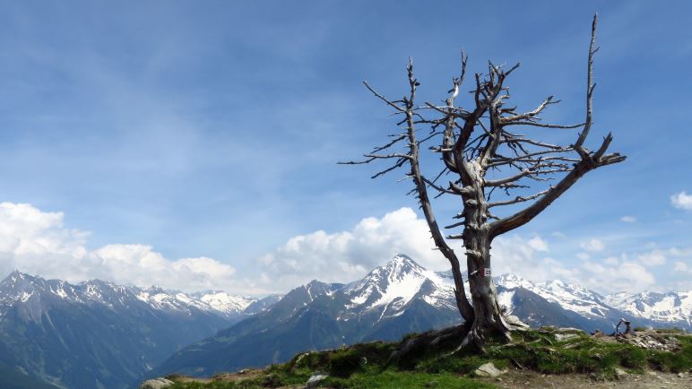 Der vermutlich meistfotografierte Baum auf dem Penken