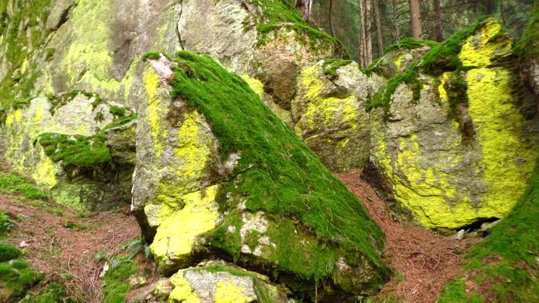 Gelb und grün bewachsene Felsbrocken liegen neben dem Weg