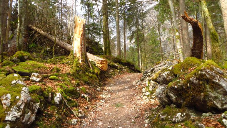 Der wilde Wald zwischen Königssee und Watzmann