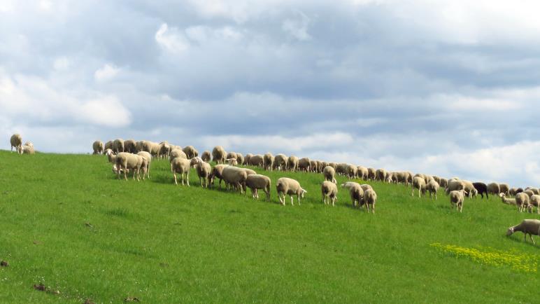 Eine Schafherde oberhalb von Owen