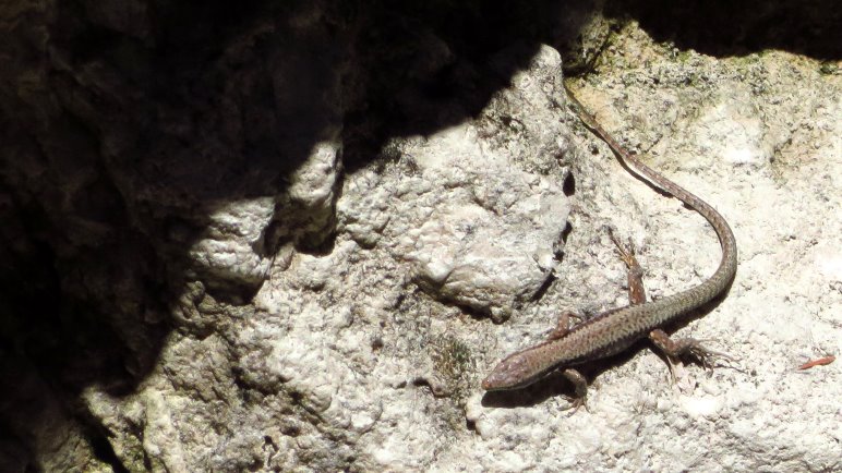 Eine Eidechse sonnt sich auf den warmen Felsen