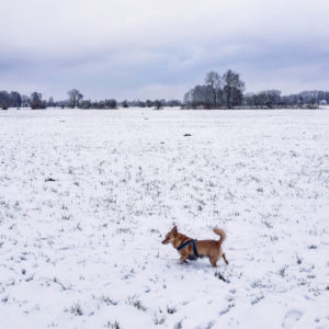 Mikki im Schnee