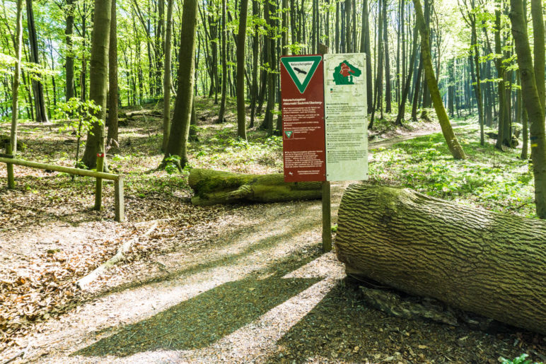 Der Beginn des Naturschutzgebiets Naturwald Saubrink/Oberberg