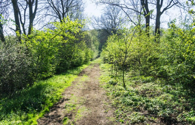 Der Weg in den Wald und auf den Ith