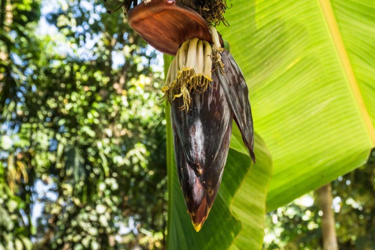 Auf der Kaffeeplantage. Dieses hier ist aber der Bütenstand einer Bananenstaude. Wer hätte es erkannt?