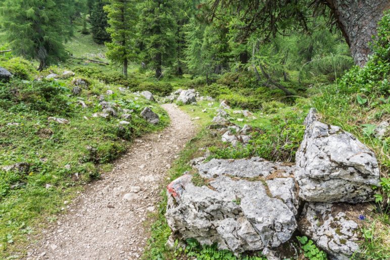 Im Wald, kurz vor der Erfurter Hütte