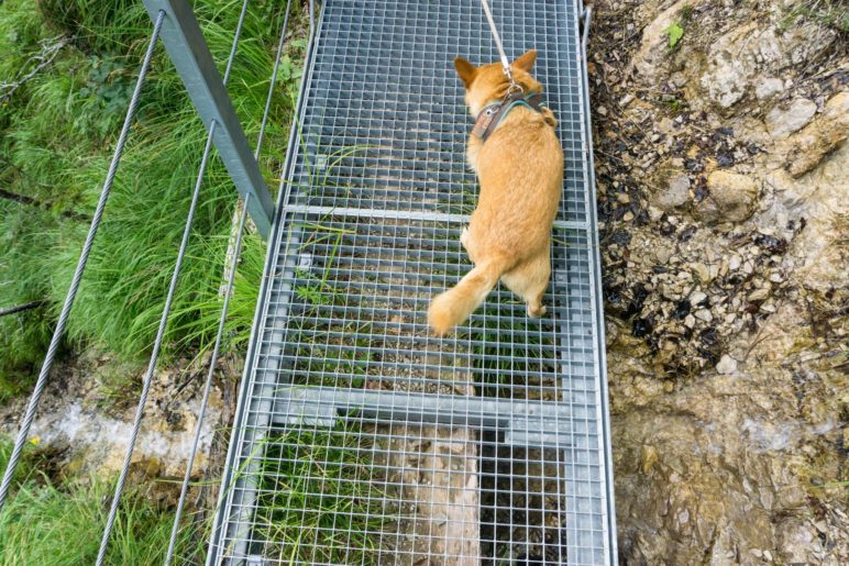 Nicht jederhunds Sache: Die Gitterbrücken. Mikki geht vorsichti mit gespreizten Pfoten darüber