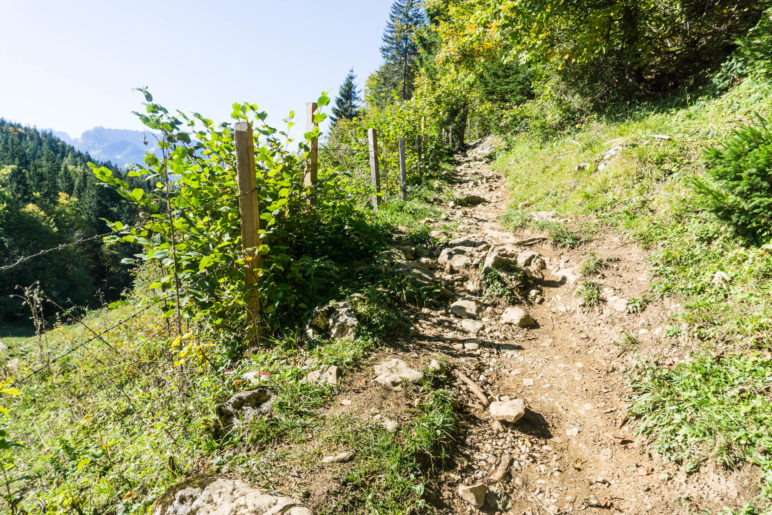 Hinter der Frankenalm wird der Weg zum Steig