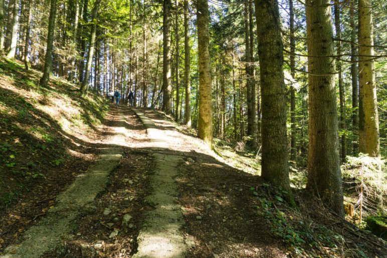 Der Weg führt erst im Wald bergauf …