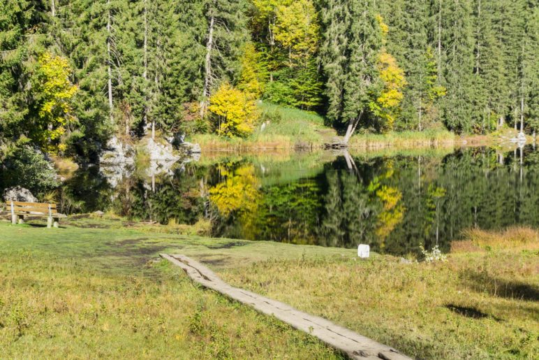 Ein Bretterweg führt über die sumpfige Wiese