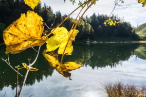 Herbstlaub am Taubensee