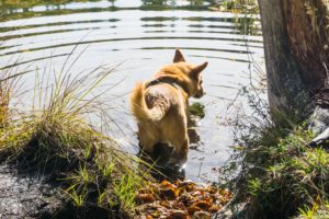 Auch Mikki traut sich in den seichten Uferstellen ins Wasser