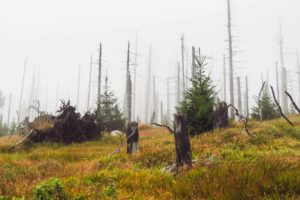 Im Nebel wirkt die Szenerie besonders bizarr und gespenstisch