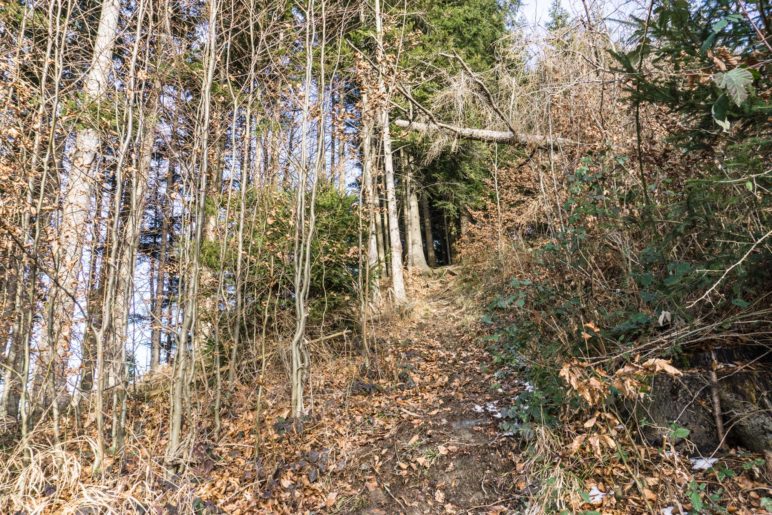 Durch den Wald in Richtung Dandlberg-Gipfel