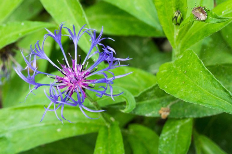 Eine Berg-Flockenblume und eine Wanze am Breitenberg