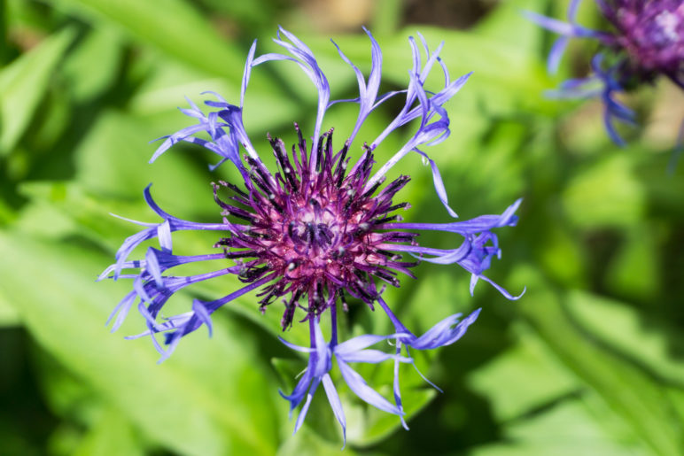 Eine Berg-Flockenblume (Cyanus montanus) 