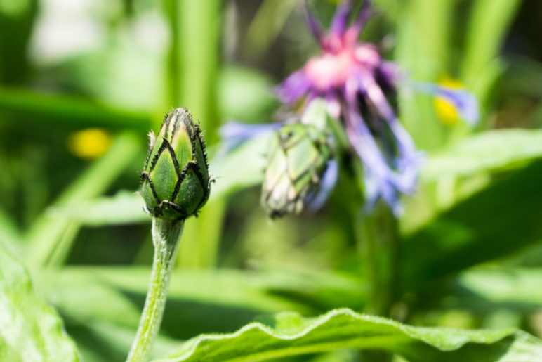 Die wird noch: Die Knospe einer Bergflockenblume