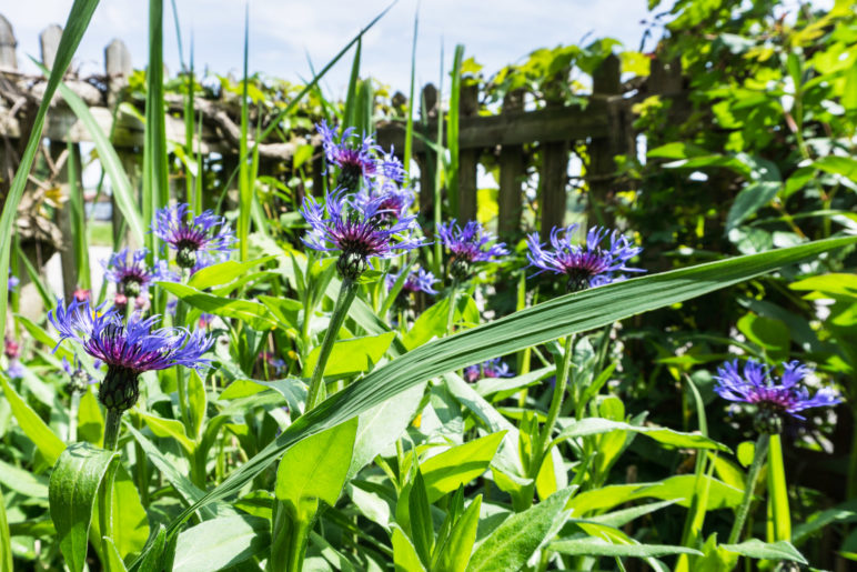 Bergflockenblumen vor Weinlaub