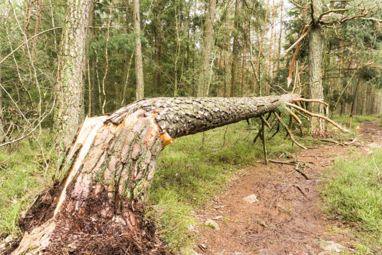 Dieser Baum ist Opfer eines Sturms geworden