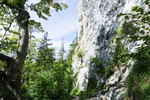 Mächtige Felswand des Traunsteins in der Kaltenbachwildnis